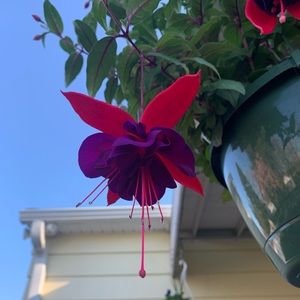 Meet your Posher, Rocio